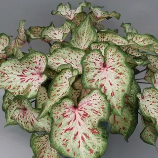 thumbnail for publication: New Caladium Cultivars ‘Dots Delight’ and ‘Wonderland’